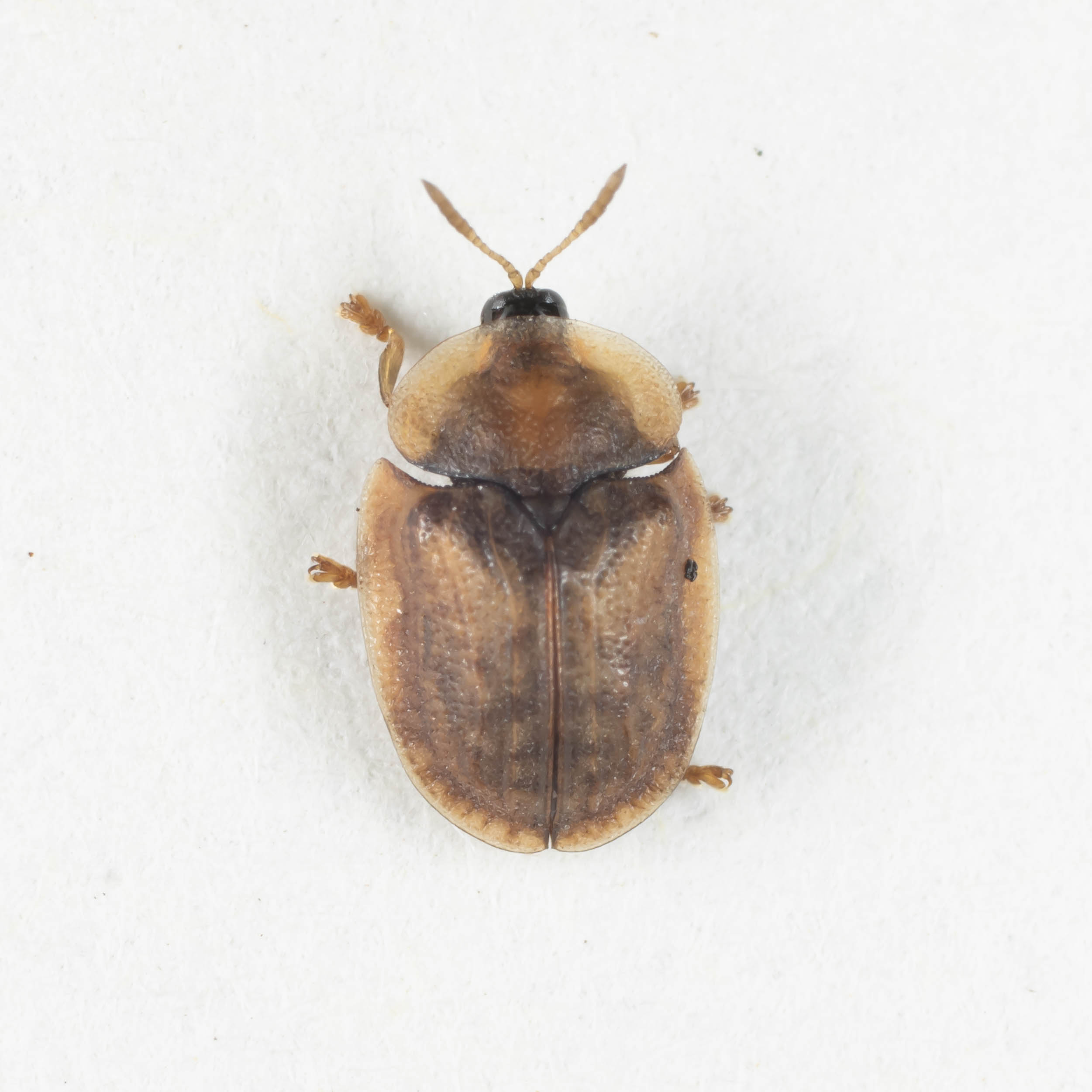 Chrysomelidae: Cassida